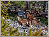 MOUFLONS